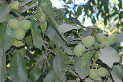 California's record walnut crop .